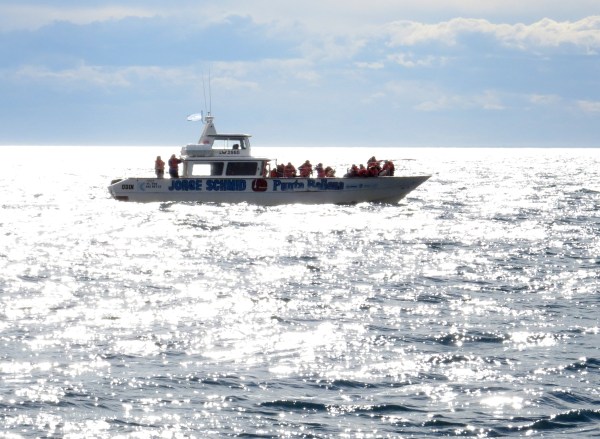 IMG_2845 Whale watching - Copy