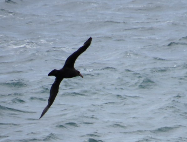 IMG_2954 Giant Petrel