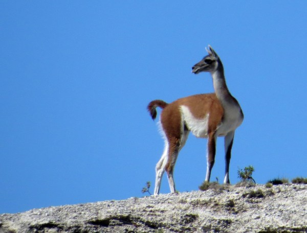IMG_3102 Guanaco