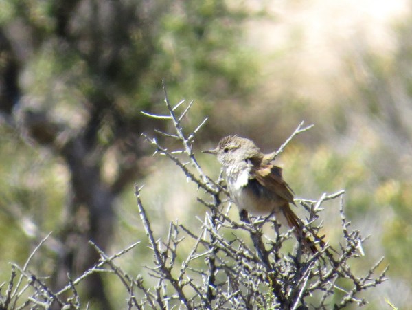 IMG_3138 Sharp-billed Canastero