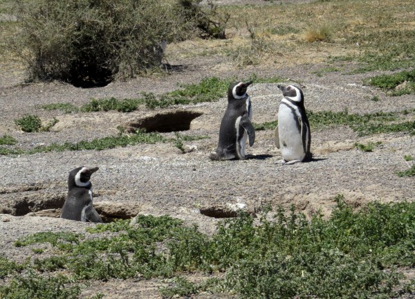 IMG_3167 Magellanic Penguins