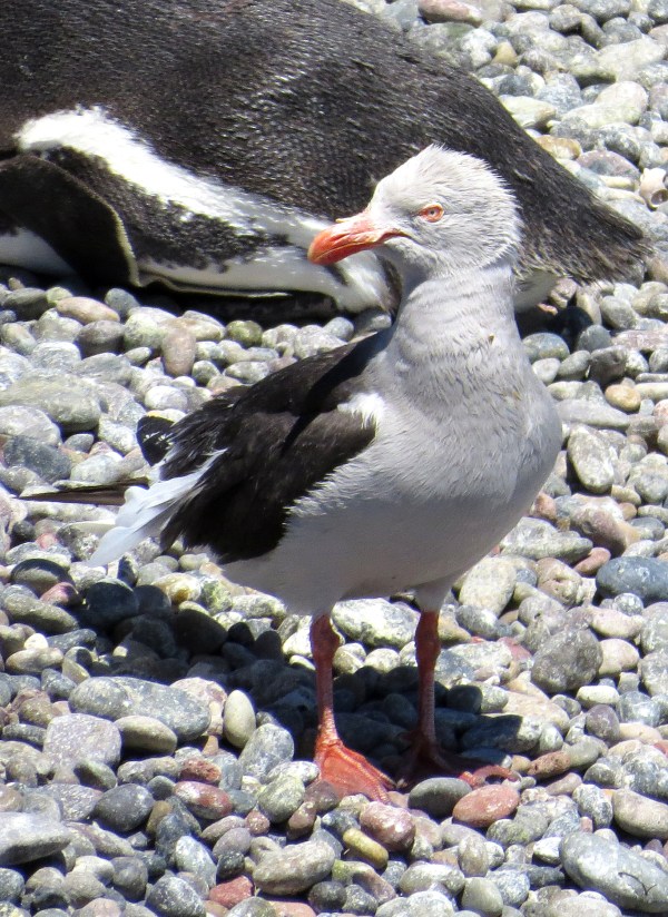 IMG_3195 Dolphin Gull