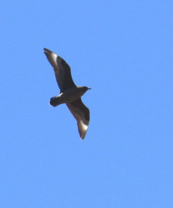 IMG_3212 Brown Skua