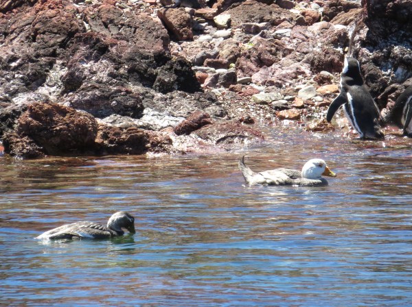 IMG_3242 Chubut Steamer Duck