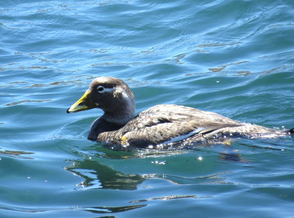 IMG_3258 Chubut Steamer Duck