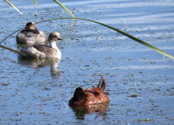 IMG_3319 Silvery Grebes and Lake Duck