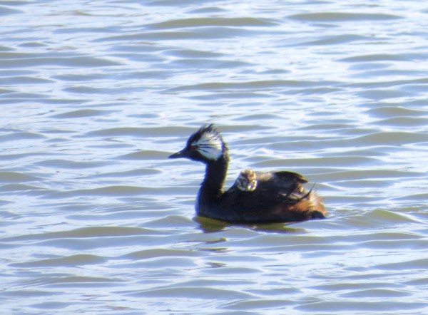 IMG_3328 WT Grebe + chick