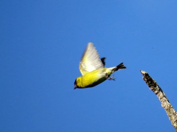 IMG_3368 Black-chinned Siskin
