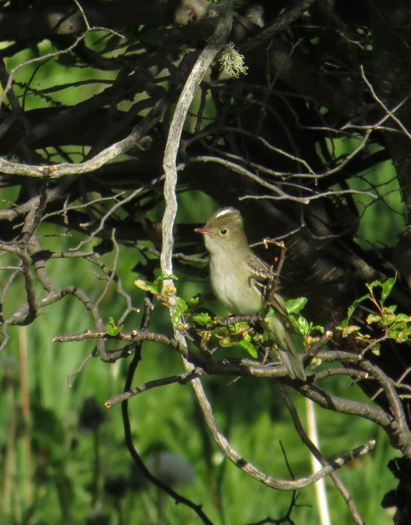 IMG_3383 Chilean Eleania
