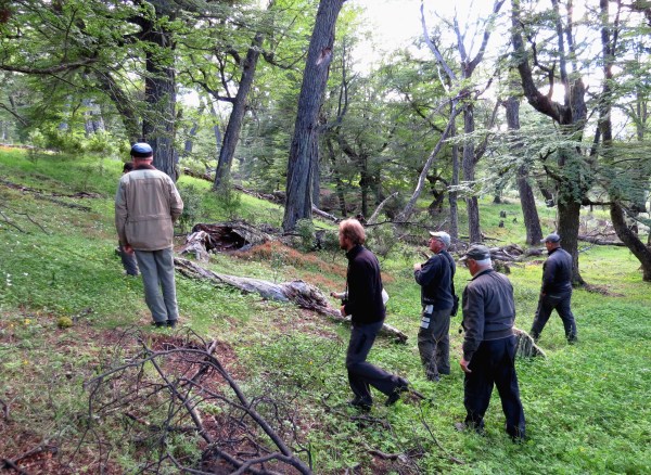 IMG_3404 southern beech forest