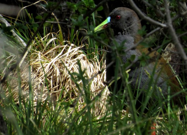 IMG_3471Plumbeous Rail