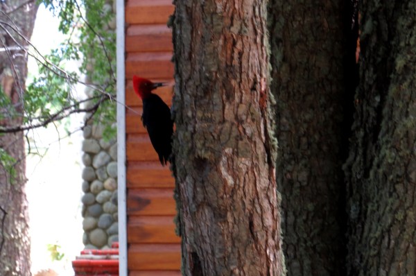 IMG_3495 Magellanic Woodpecker