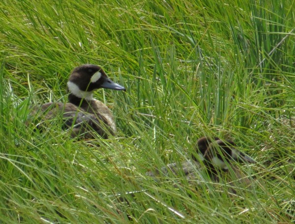 IMG_3585 Spectacled Duck
