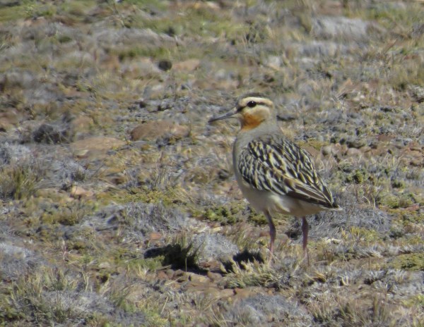 IMG_3650 Tawny-throated Dotterel