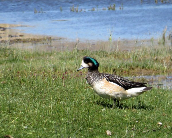 IMG_3719 Chiloe Wigeon