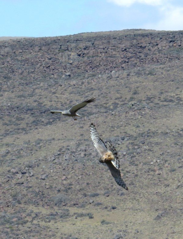 IMG_3725 Cinereous Harrier