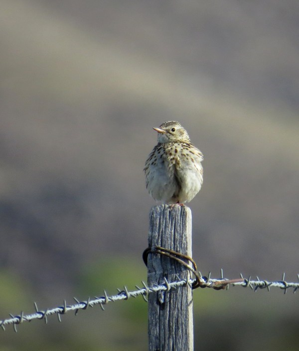 IMG_3797 Corendera Pipit