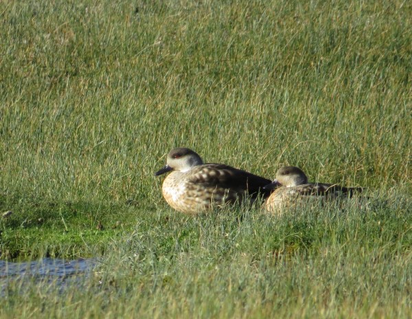 IMG_3803 Crested Ducks