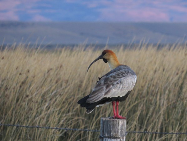 IMG_3827 Black-faced Ibis