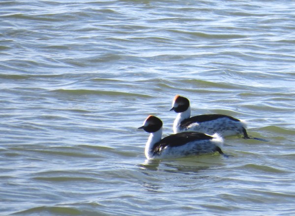 IMG_3893 Hooded Grebes