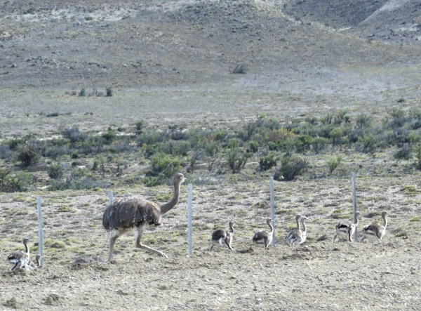 IMG_3903 Rhea and chicks