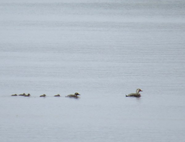 IMG_3910 Flying Steamer Duck