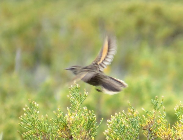 IMG_3912 pos Austral Canastero