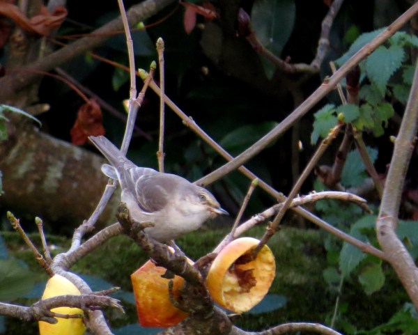 IMG_3960 Barred Warbler