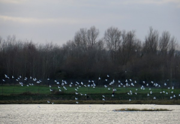 IMG_4049 Avocets R Blackwater