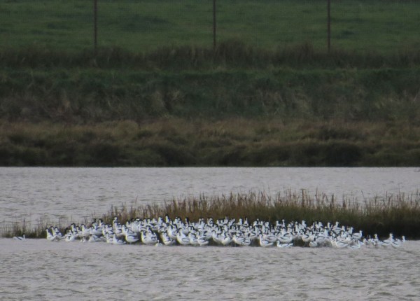 IMG_4052 Avocets Blackwater River