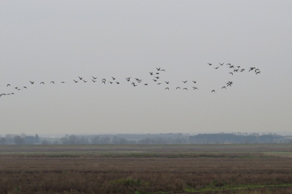 IMG_4107 Wallasea Brent's