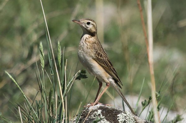 Richard's Pipit Sergey Pisarevsky