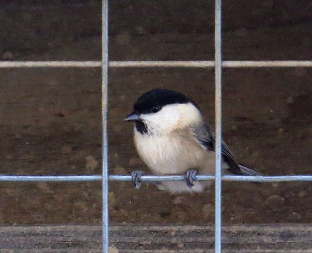 IMG_4204 Willow Tit best