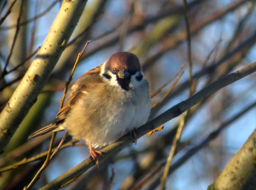 IMG_4230 Tree Sparrow best