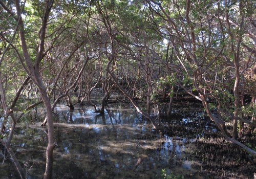 IMG_0009 mangroves