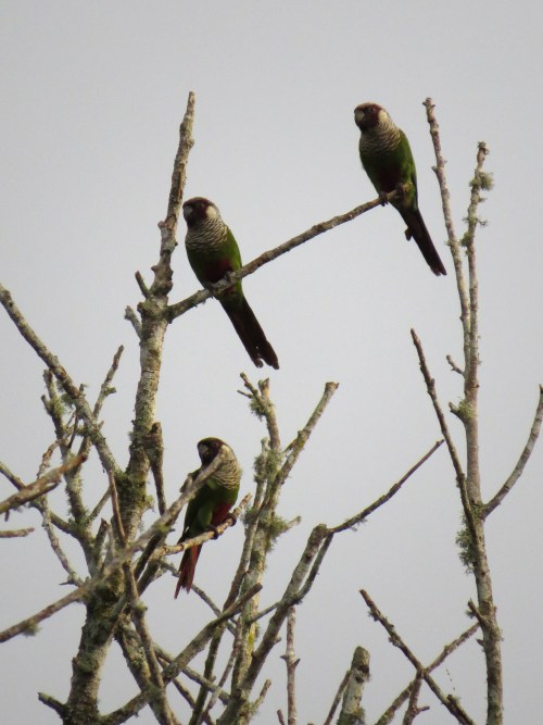 IMG_0099 Grey-breasted Parakeets