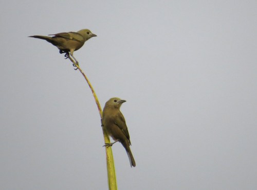 IMG_0101 Palm Tanager
