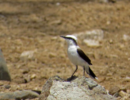 IMG_0337 Masked Water Tyrant