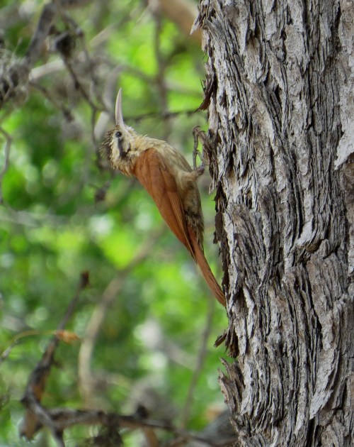 IMG_0345 Woodcreeper to ID
