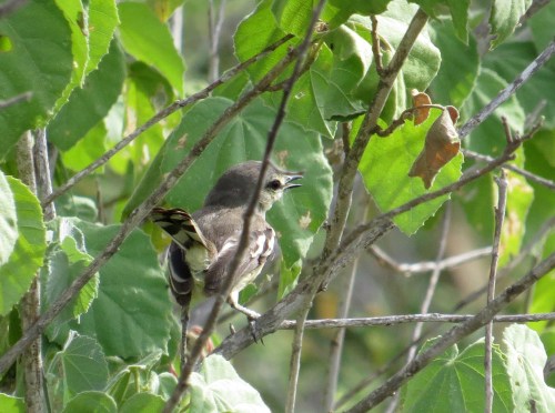 IMG_0374 Lesser Wagtail Tyrant