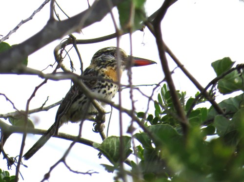 IMG_0397 Caatinga Puffbird