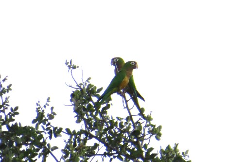 IMG_0410 Caatinga Parakeet