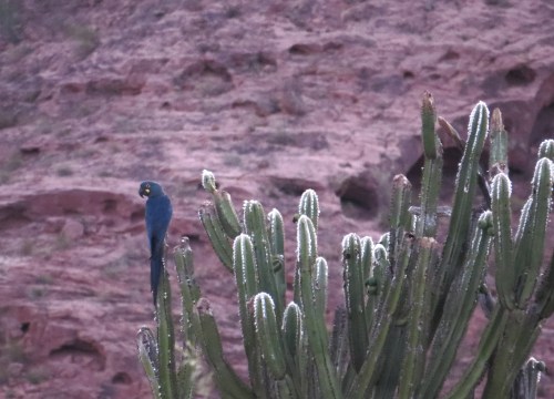 IMG_0495 Lear's Macaw