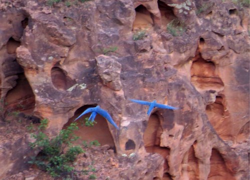 IMG_0538 Lear's Macaws