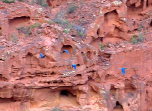 IMG_0545 Lear's Macaws