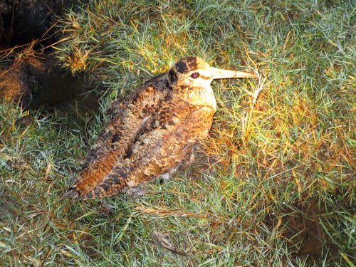 IMG_1585 Woodcock
