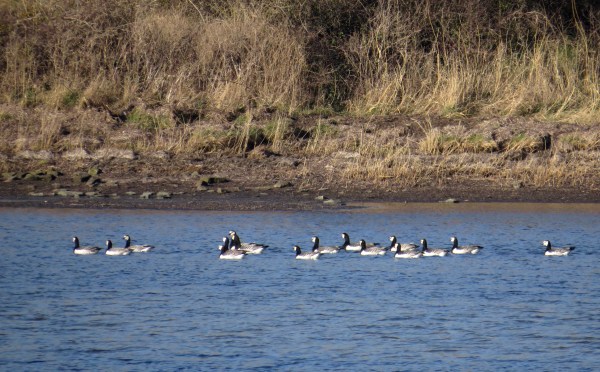 IMG_2522 Barnacle Geese