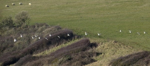 IMG_2525 Barnacle Geese