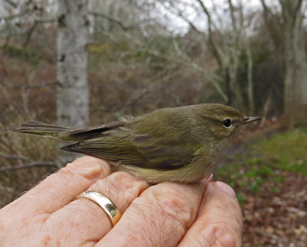 IMG_2568 Chiffchaff