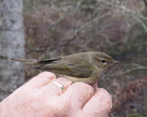 IMG_2569 Chiffchaff best